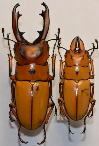 Prosopocoilus occipitalis